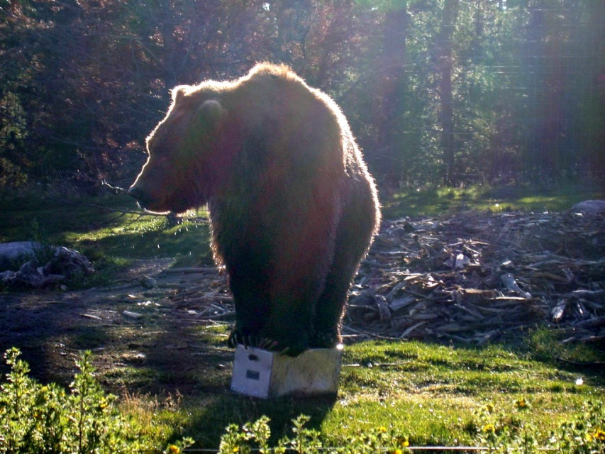 IGBC Certified Bear-Resistant Grain Box