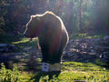 IGBC Certified Bear-Resistant Grain Box